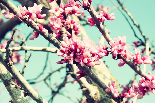 Imagem da árvore de flores de Cereja de primavera. foto foco seletivo — Fotografia de Stock