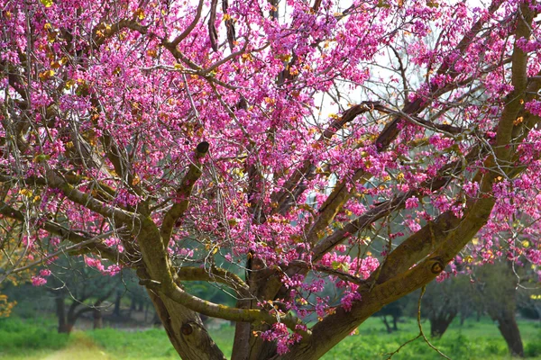 Afbeelding van voorjaar Cherry blossoms boom. selectieve aandacht foto — Stockfoto