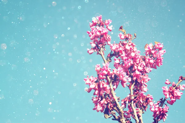 春天樱花樱花树的形象。选择性焦点照片 — 图库照片