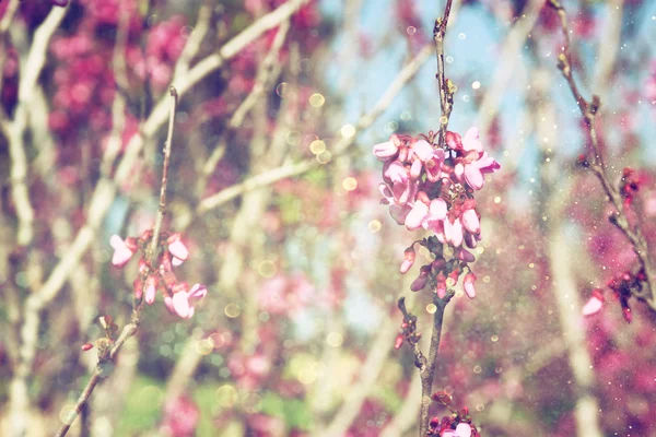 Billede af foråret kirsebær blomster træ. selektivt fokusbillede - Stock-foto