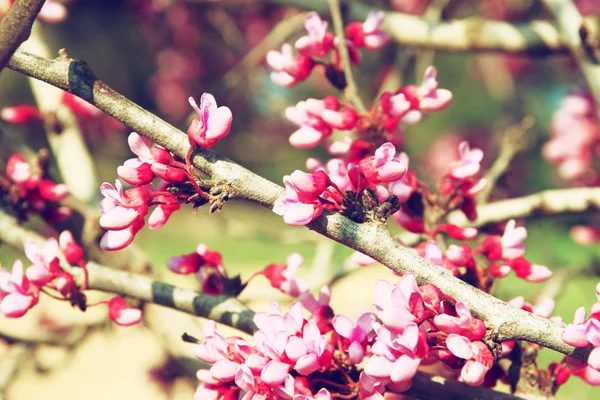 Image of Spring Cherry blossoms tree. selective focus photo — Stock Photo, Image