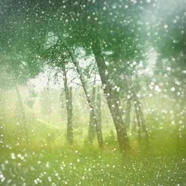 bulanık rüya gibi gizemli peri woods soyut ve bokeh ışıklar parıltı. görüntü filtre ve dokulu.