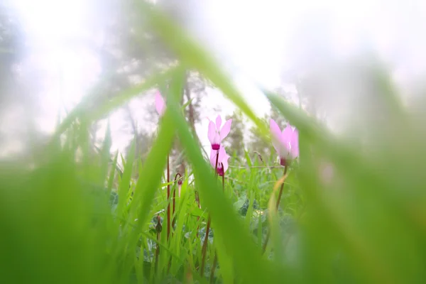 Imagen de ensueño abstracta flores de ciclamen floreciendo en el bosque — Foto de Stock