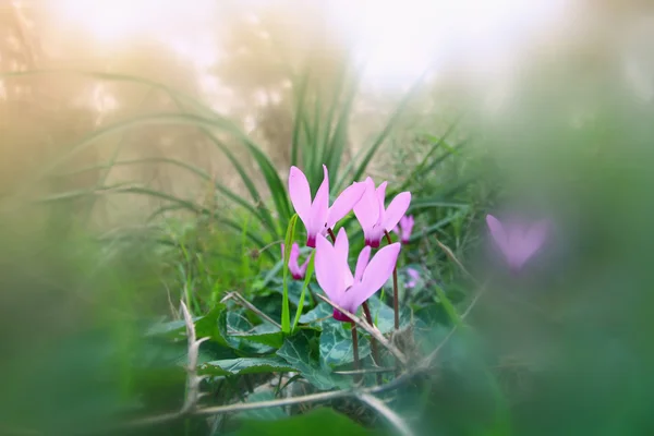 Abstraite image rêveuse fleurs de cyclamen fleurissant dans la forêt — Photo