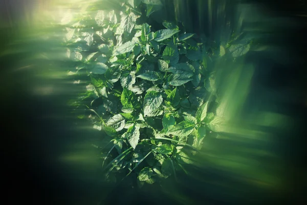 Top view image of fresh plant and movement, abstract style image — Stock Photo, Image