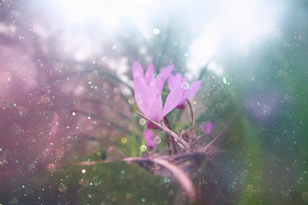 Abstrakte verträumte Bild Cyclamen Blumen blühen im Wald — Stockfoto