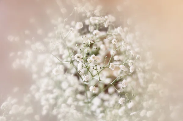 Zasněný a rozmazaný obraz jarních květů. ročník, filtrovány a tónovaný — Stock fotografie