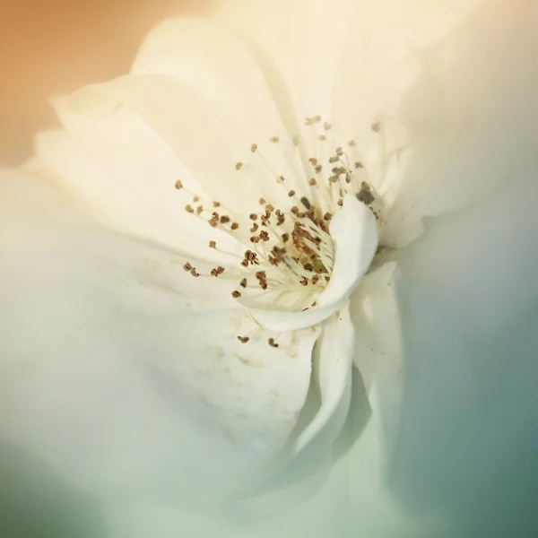 Dreamy and blurred image of white rose. vintage filtered and toned — Stok fotoğraf