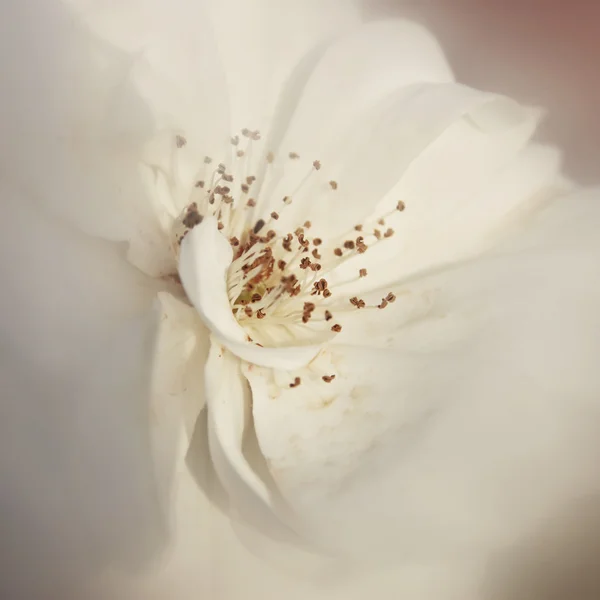 Dreamy and blurred image of white rose. vintage filtered and toned — Stok fotoğraf