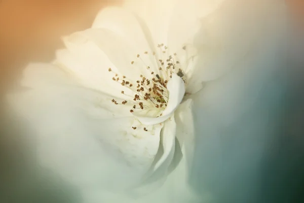 Dreamy and blurred image of white rose. vintage filtered and toned — Stok fotoğraf