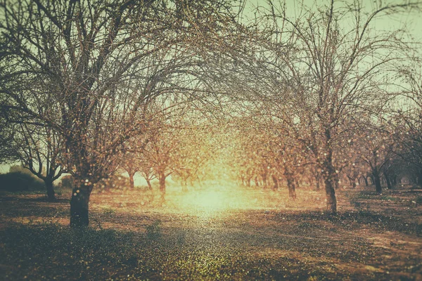 ぼやけた夢のような謎の妖精の森を抽象化し、ボケ味のライトをキラキラします。フィルタ リングされたイメージとテクスチャ. — ストック写真