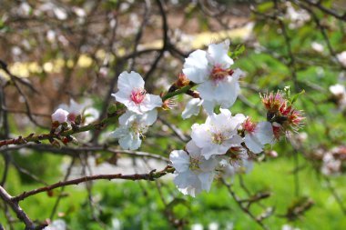 Beyaz kiraz çiçekleri ağaç bahar görüntüsü. Vintage filtre uygulanan görüntü, seçici odak