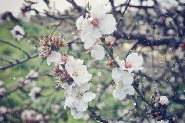 Beyaz kiraz çiçekleri ağaç bahar görüntüsü. Vintage filtre uygulanan görüntü, seçici odak — Stok fotoğraf