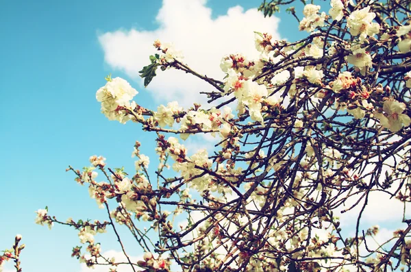 Afbeelding van de lente wit kersenbloesem boom. selectieve aandacht. Vintage gefilterd. — Stockfoto