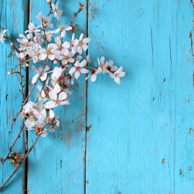 Mavi ahşap masa üzerinde beyaz kiraz çiçekleri ağaç bahar görüntüsü. Vintage filtre uygulanmış görüntü