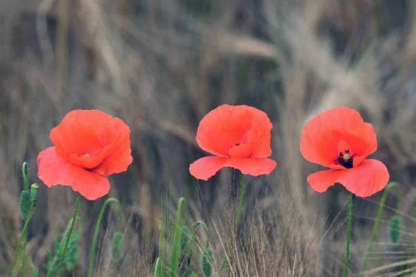 野生红罂粟花朵 — 图库照片