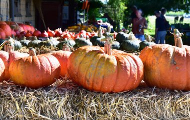 saman çiftçisi dükkanında balkabakları