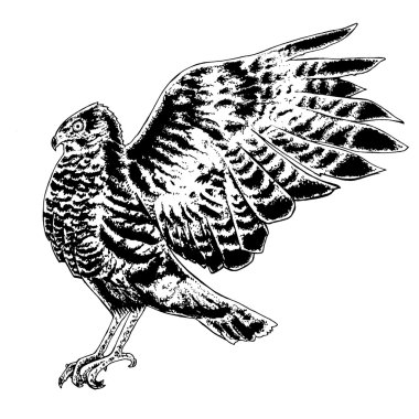 Açık kanatlarla Şahin