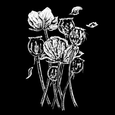 ortak İngiliz afyon haşhaş