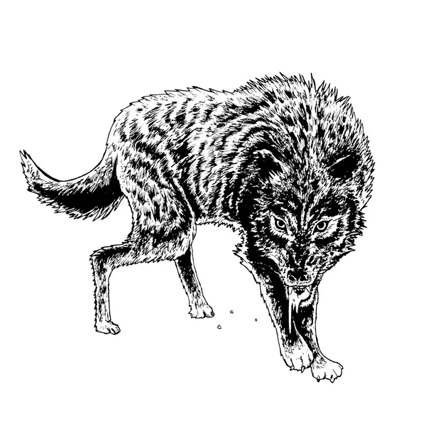 Loup affamé — Image vectorielle