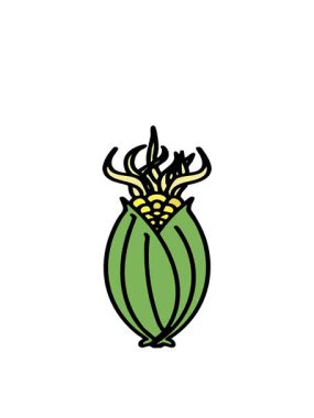 Koçandaki kabuksuz Brezilya mısırının hareketli animasyonu