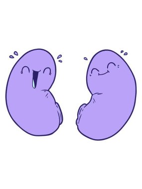 Mutlu böbreklerin titreşimli animasyonu.