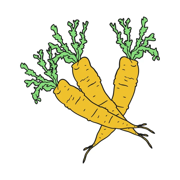 Ελεύθερο συντάσσονται γελοιογραφία καρότα — Διανυσματικό Αρχείο