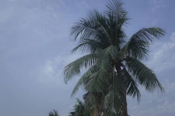 Kokosnoot Palmboom Achtergrond Foto Herfst Seizoensgebonden Thema Back Lit Maar — Stockfoto