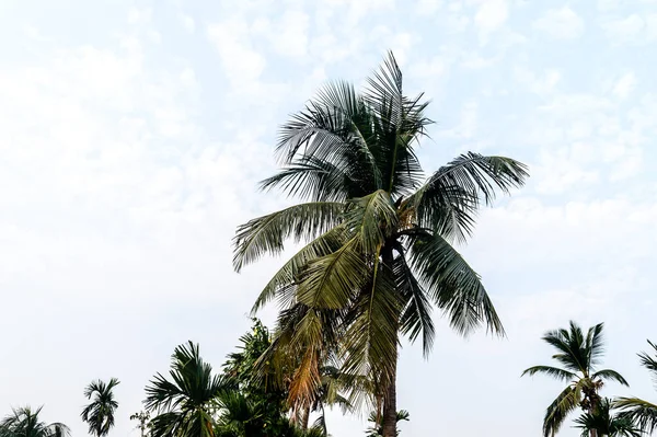 Coconut Palm tree background photo in Autumn seasonal theme back-lit but vibrant color sunrise sky. Palm tree in illuminated by sunlight. Goa Sea Beach India. Beauty in nature horizon Backgrounds.