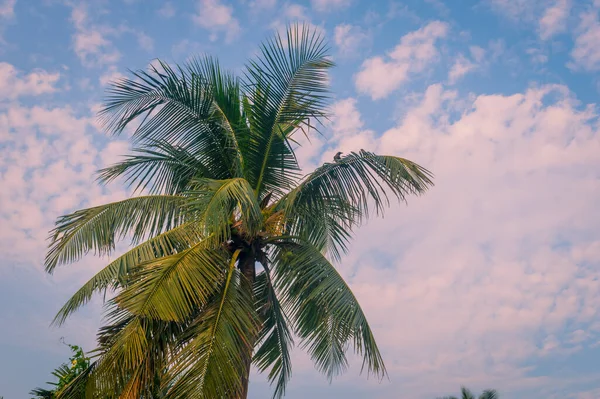 椰子树背景照片在冬季季节主题背光 但生机勃勃的色彩日出天空 阳光照射下棕榈树的轮廓 新西兰 美丽的自然景观背景 — 图库照片