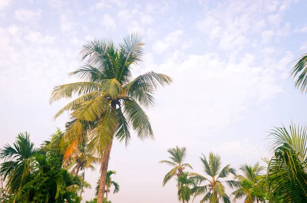 椰子树背景照片在春季季节主题背光 但色彩艳丽的日落天空 棕榈树在阳光的照耀下 果阿海滨印度 美丽的自然景观背景 — 图库照片