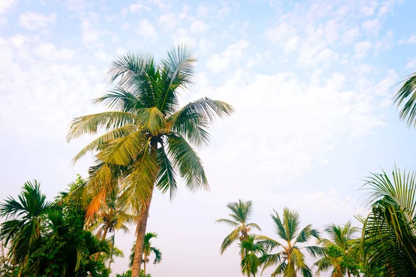 椰子树背景照片在春季季节主题背光 但色彩艳丽的日落天空 棕榈树在阳光的照耀下 果阿海滨印度 美丽的自然景观背景 — 图库照片
