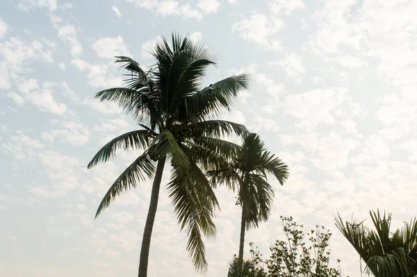 椰子树背景照片在夏天的季节主题明亮的明亮的色彩落日的天空 棕榈树在阳光的照耀下 果阿海滨印度 美丽的自然景观背景 — 图库照片