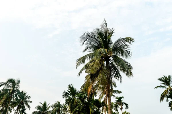 椰子树背景照片在夏天的季节主题明亮的明亮的色彩落日的天空 棕榈树在阳光的照耀下 果阿海滨印度 美丽的自然景观背景 — 图库照片