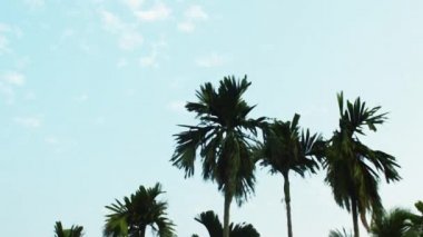 Güz mevsiminde Coconut Palmiye ağacının silueti ile çekilmiş yüzen bulutlar arkaplan fotoğrafıyla birlikte canlı renkli gündoğumu gökyüzü. Cennet Goa Denizi Sahili Hindistan. Doğa ufkunda güzellik
