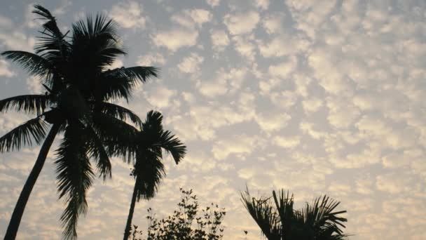 在冬季的季节里 明亮的彩色日出天空和漂浮的云彩背景主题照片与椰子棕榈树在轮廓的阳光背光下 新西兰 自然界的美景 — 图库视频影像