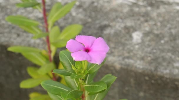 美しいマダガスカルペリウィンクル朝の日差しの中でペリウィンクルバラのピンクの花の植物 カタランサスのバラ墓地常緑と光沢のある葉の開花植物 — ストック動画
