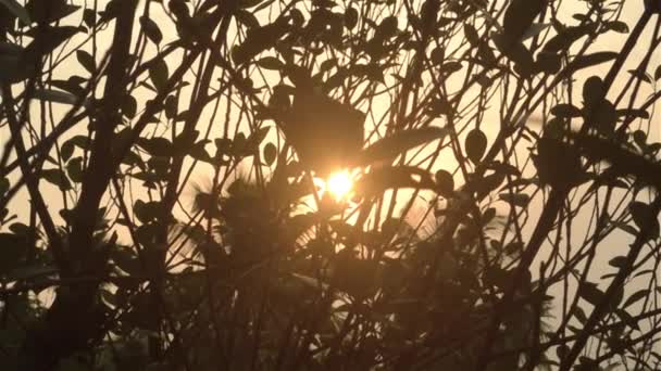 Πρωινό Φως Του Ήλιου Μέσα Από Φύλλα Δέντρων Δάσος Δασικό — Αρχείο Βίντεο