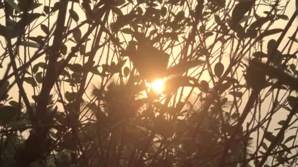 Ranní Slunce Skrz Listí Stromů Lesní Zalesněné Prostředí Popředí Siluety — Stock video