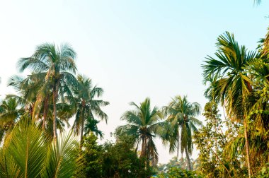 Güzel hindistan cevizi palmiyeleri çiftlik doğası tropikal deniz sahillerinde gün batımında bulutsuz, açık mavi bir gökyüzüne karşı. Yaz Tatili Arka plan fotoğrafçılığı Kopyalama alanı ile.