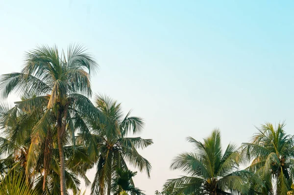 Prachtige Kokospalmen Hoesten Natuurhorizon Tropisch Zeestrand Tegen Een Mooie Blauwe — Stockfoto