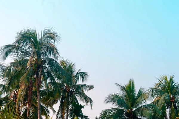 美丽的椰子树生长在热带海滨的自然地平线上 映衬着蓝蓝的蓝天 夕阳西下没有云彩 带复制空间的夏季假期背景摄影 — 图库照片