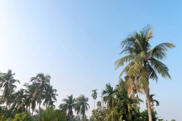 Prachtige Kokospalmen Hoesten Natuurhorizon Tropisch Zeestrand Tegen Een Mooie Blauwe — Stockfoto