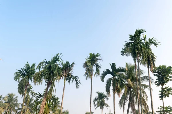 Güzel Hindistan Cevizi Palmiyeleri Çiftlik Doğası Tropikal Deniz Sahillerinde Gün — Stok fotoğraf