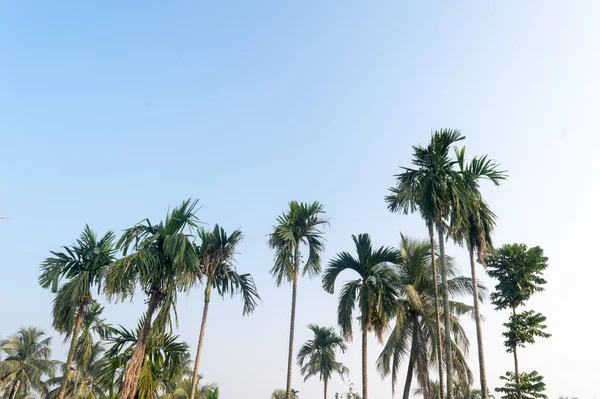 Prachtige Kokospalmen Hoesten Natuurhorizon Tropisch Zeestrand Tegen Een Mooie Blauwe — Stockfoto