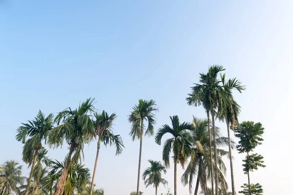 美丽的椰子树生长在热带海滨的自然地平线上 映衬着蓝蓝的蓝天 夕阳西下没有云彩 带复制空间的夏季假期背景摄影 — 图库照片