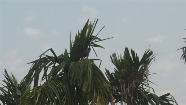 Pássaro Corvo Voando Palmeira Pôr Sol Verão Noite Animais Tema — Vídeo de Stock