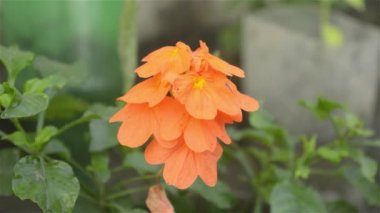 Saffron Crocus yakın çekim. Hafif safran renginde sonbahar tarlası (Crocus chrysanthus Dorothy) sabah güneşinde açan çiçek..