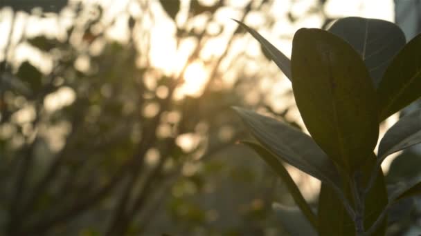 朝の日光の木の葉を介して ぼかしの森バックライト明るい日差しによって 前景のシルエットでブッシュ農業環境 寒い冬の自然アブストラクト背景テーマ映像 スペースのコピー — ストック動画