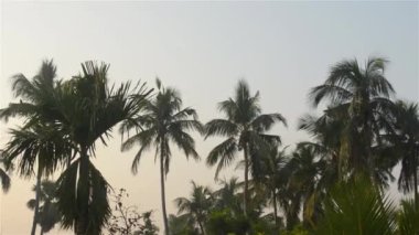 Hindistan cevizi palmiyesi ormanları Vietnam. Tropikal hindistan cevizi ağaçlarının panoramik manzarası. Yaz günbatımında tropikal hindistan cevizi palmiyesi fidanlığı manzarası. Güzel bir manzara. Kerala Hindistan